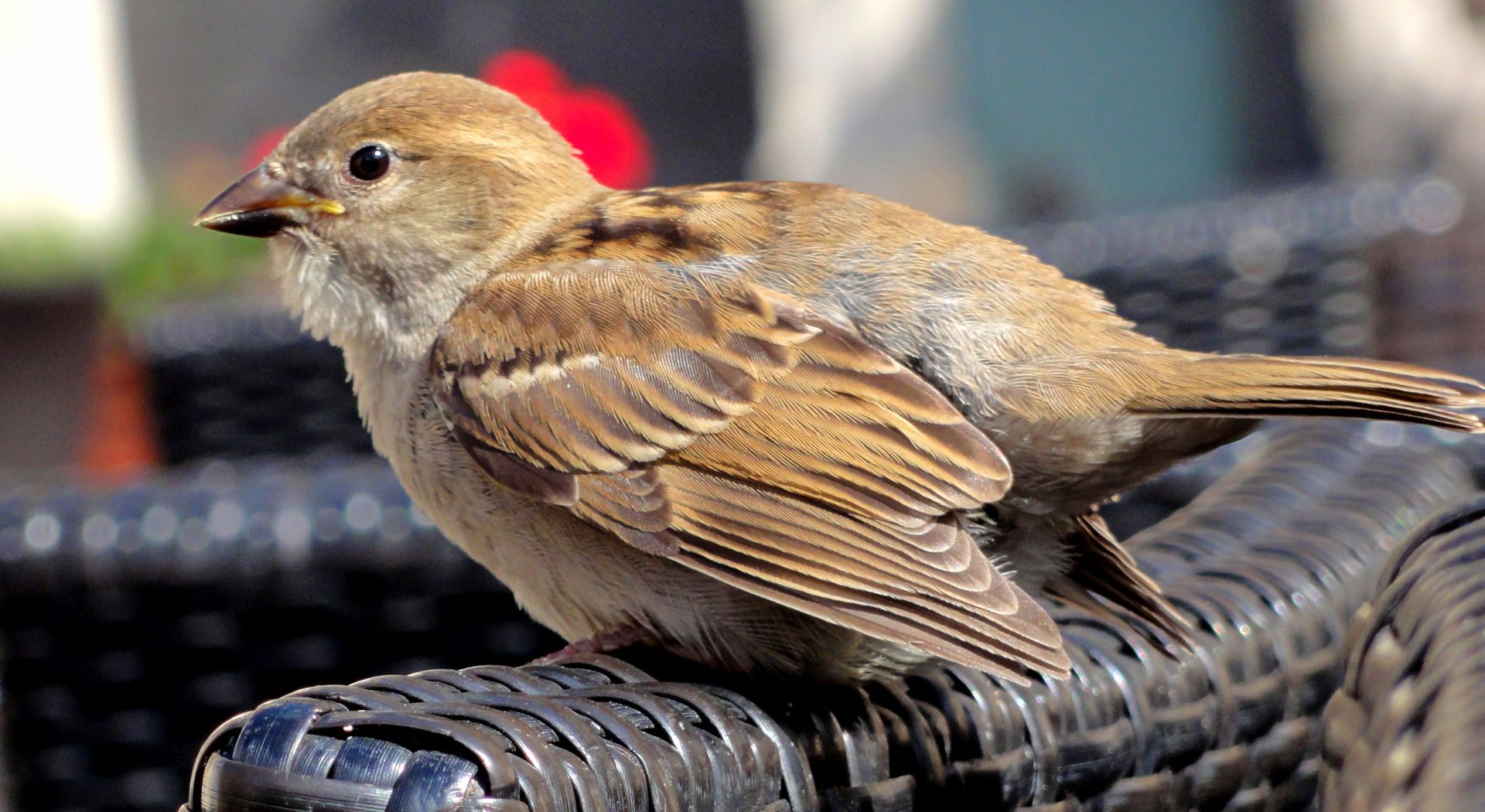 Duis sed purus ut ligula facilisis feugiat vitae at libero